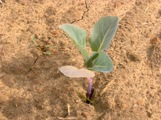 A young cabbage plant growing in the field