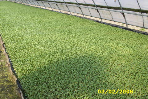 A greenhouse full of young cabbage transplants at Fresh-Pik Produce