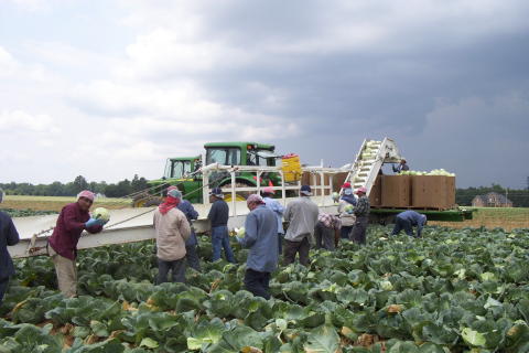 A crew harvesting cabbage in the field with a mechanical harvester