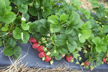 Ripe red strawberries growing on the plant at Fresh-Pik Produce
